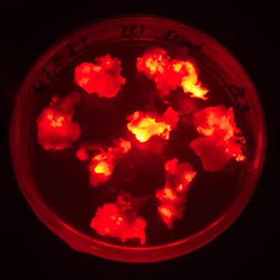 GFP/RFP/BFP/YFP熒光蛋白用什么激發(fā)光源？