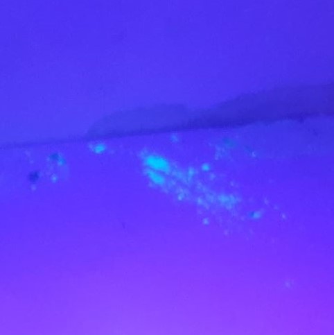 紫外線手電筒在鼠患檢驗中的應(yīng)用